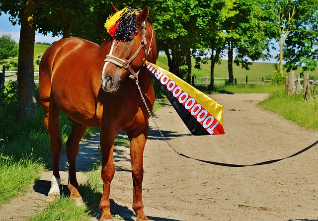 球迷的关注 球迷的关注
